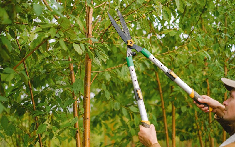 Tree trimming in Drain, OR
