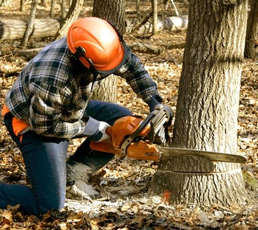 Tree Removal in Drain, OR